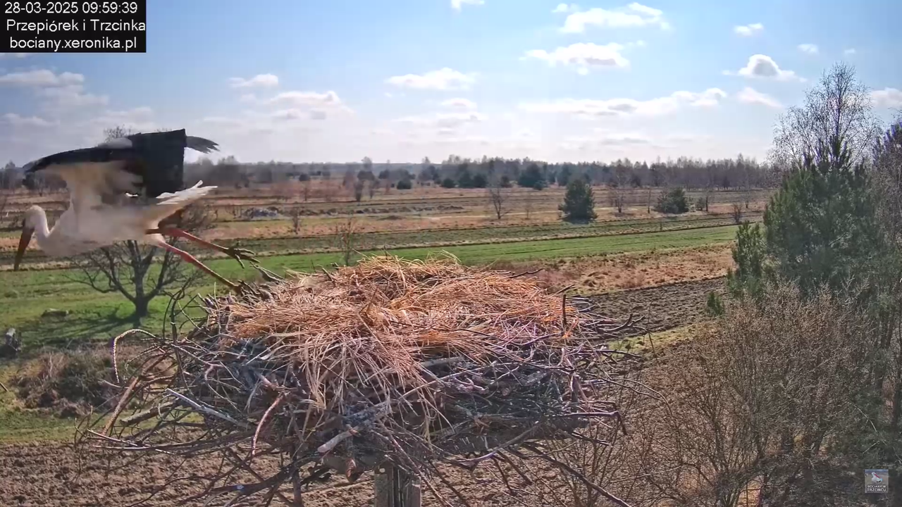 bociany28032025_45