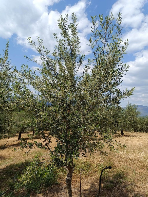 εικόνα_Viber_2024-04-14_09-27-46-813