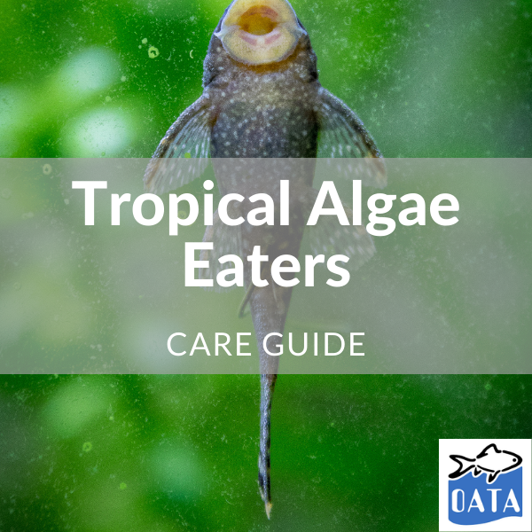 OATA Guide to Tropical Algae Eaters - Lincs Aquatics