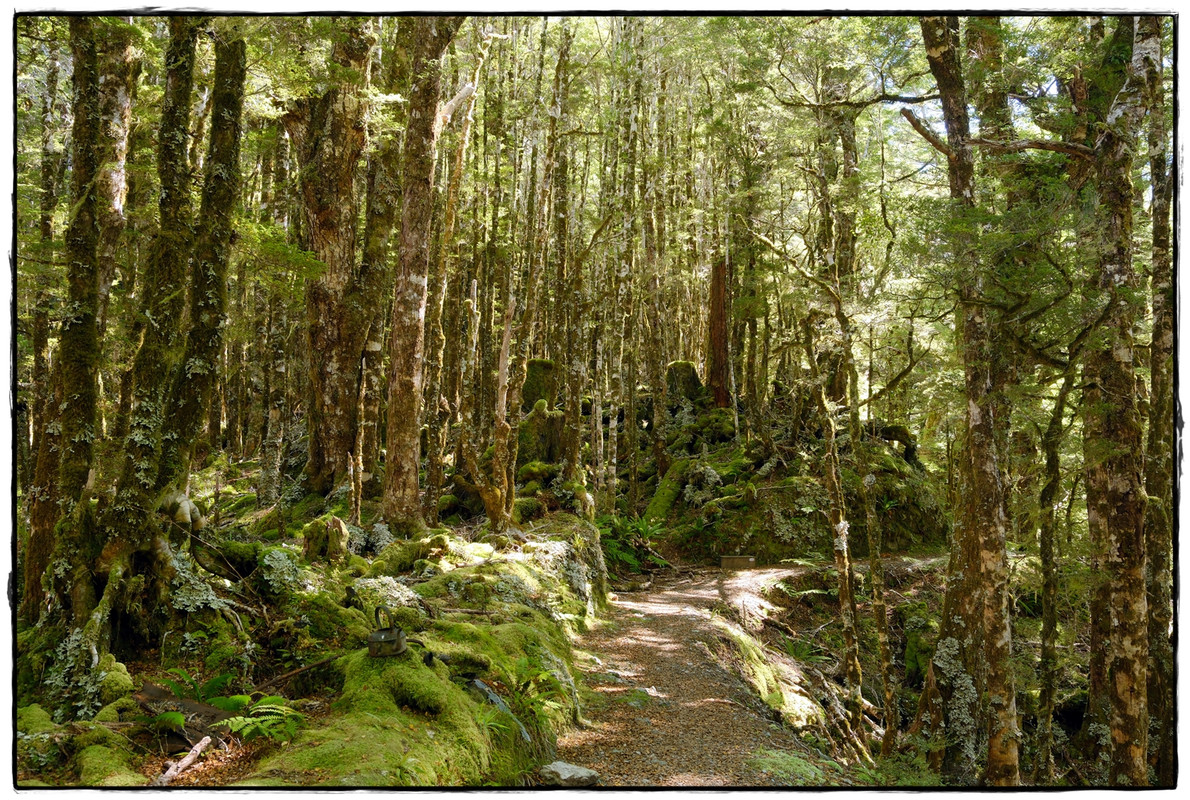 The Old Ghost Road (marzo 2024) - Escapadas y rutas por la Nueva Zelanda menos conocida (8)
