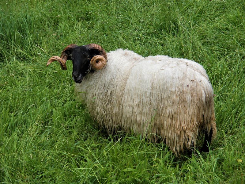 PICOS DE EUROPA-16-5-2013-LEON/ASTURIAS/CANTABRIA - Paseando por España-1991/2016 (75)
