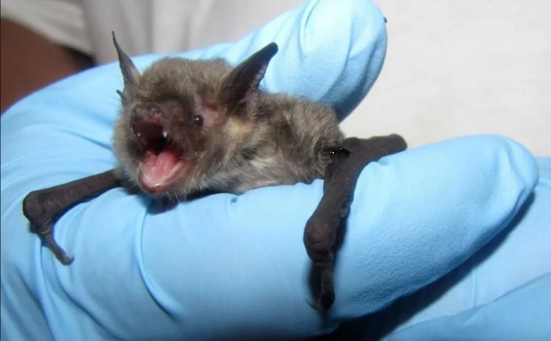 Detectaron murciélagos con rabia en cuatro puntos diferentes de Argentina