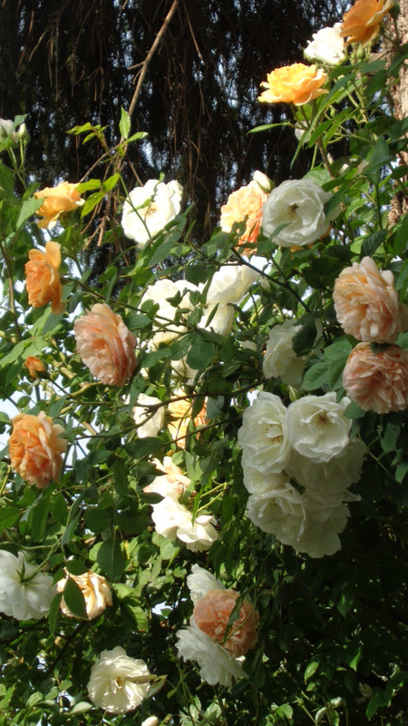 DSC05006
