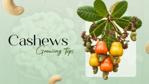 Cashews Grow - https://abodelook.com/knowledge-hub/how-do-cashews-grow/