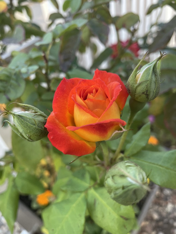 05-BC1229-1-E54-4-B56-8363-66100-D3-D9-E8-A-1-105-c