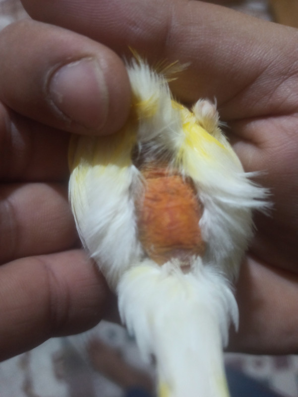 IMG_20240928_125144 (Copier)