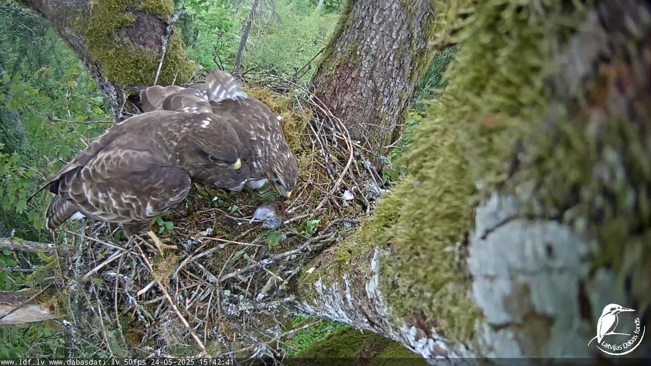 Melnās klijas (Milvus migrans) Kurzemē_ peļu klijāni (Buteo buteo) 13-13-40 screenshot