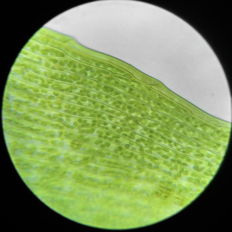 IMG 20250617 114533 HDR