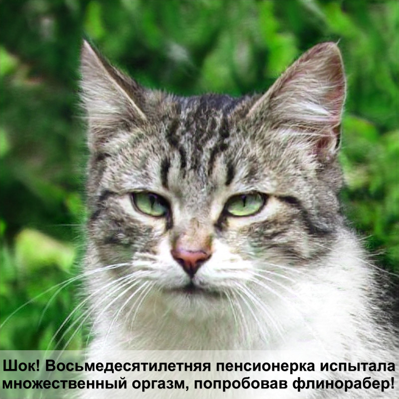 кошка делает массаж