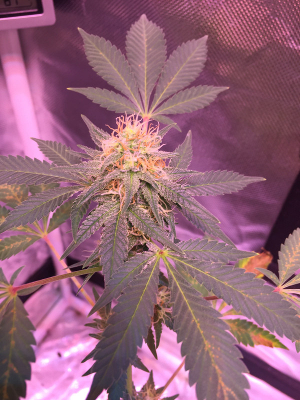 905D29D1-ACF1-4B86-8359-7290D6E1B1A1