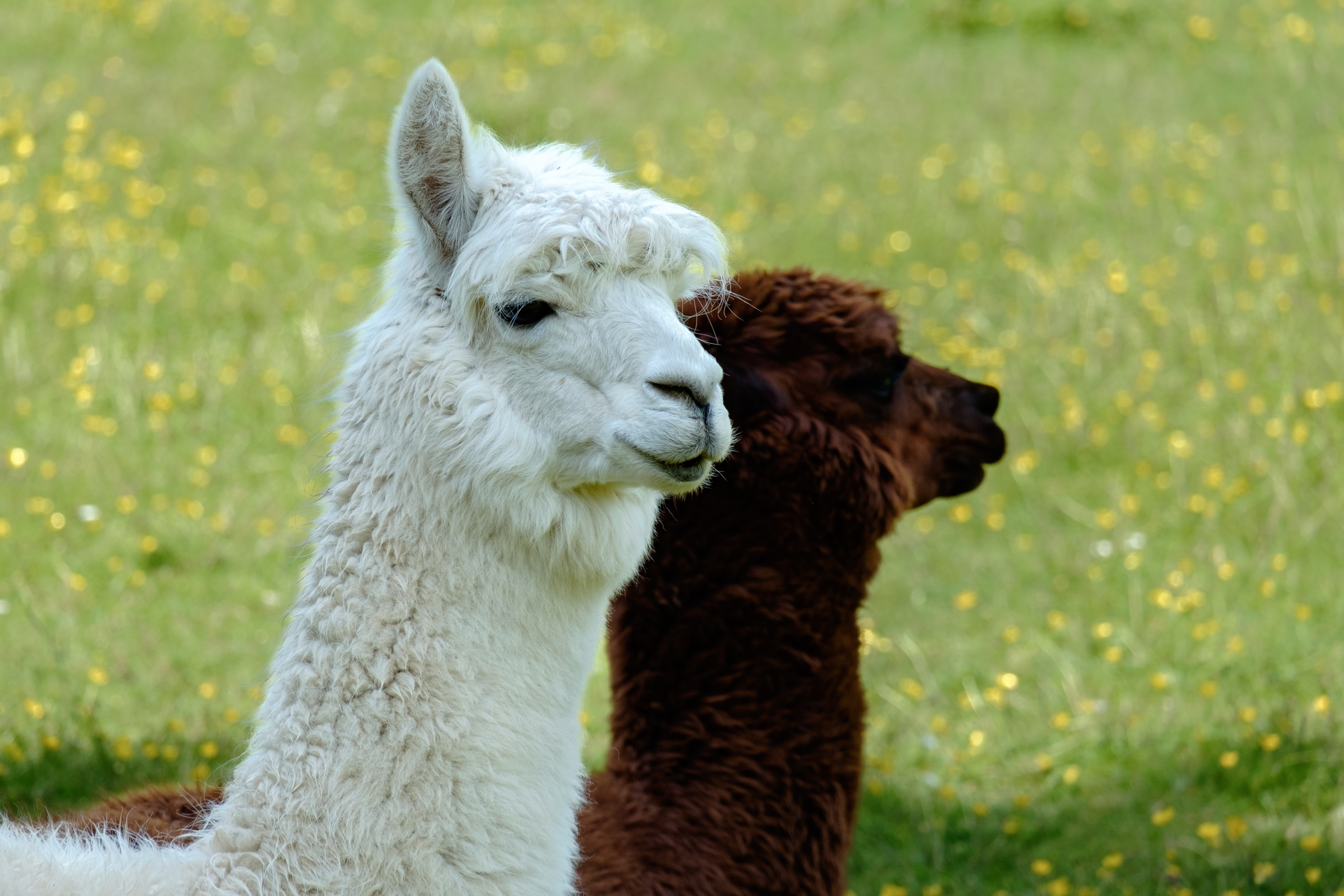 Alpacas? Llamas?