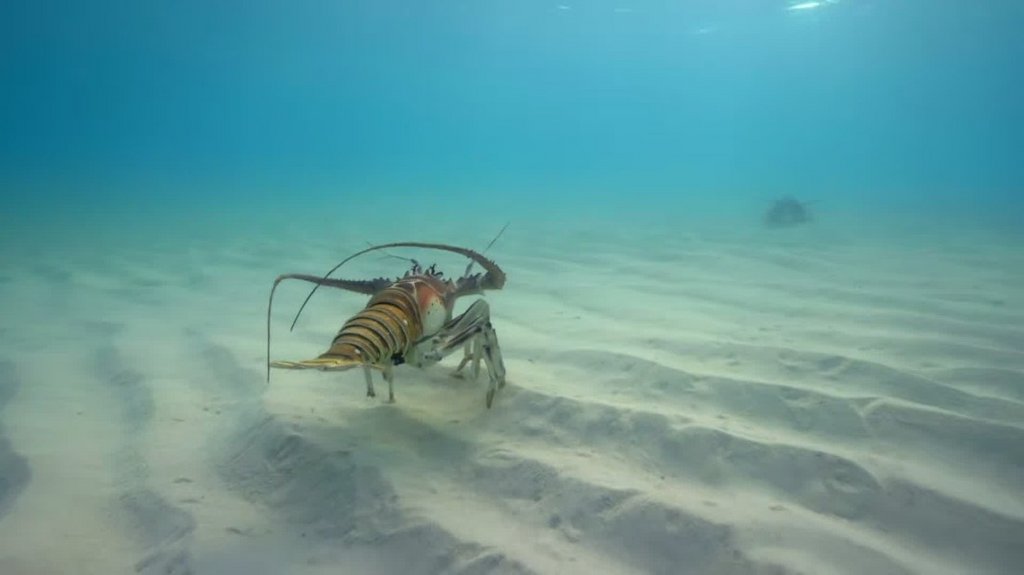 [Image: 0q1jgytlcl06.jpg]