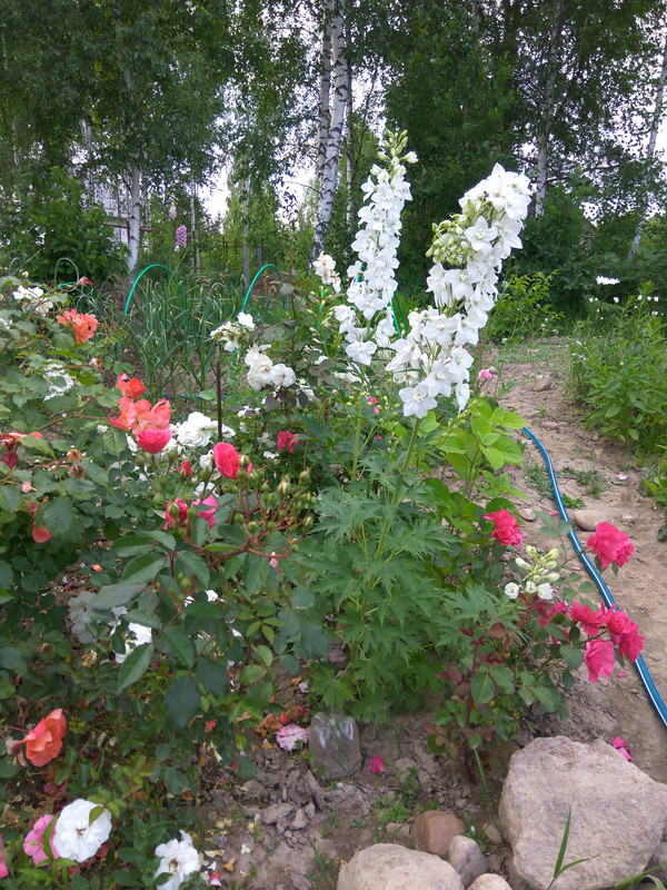 IMG_20180621_192528