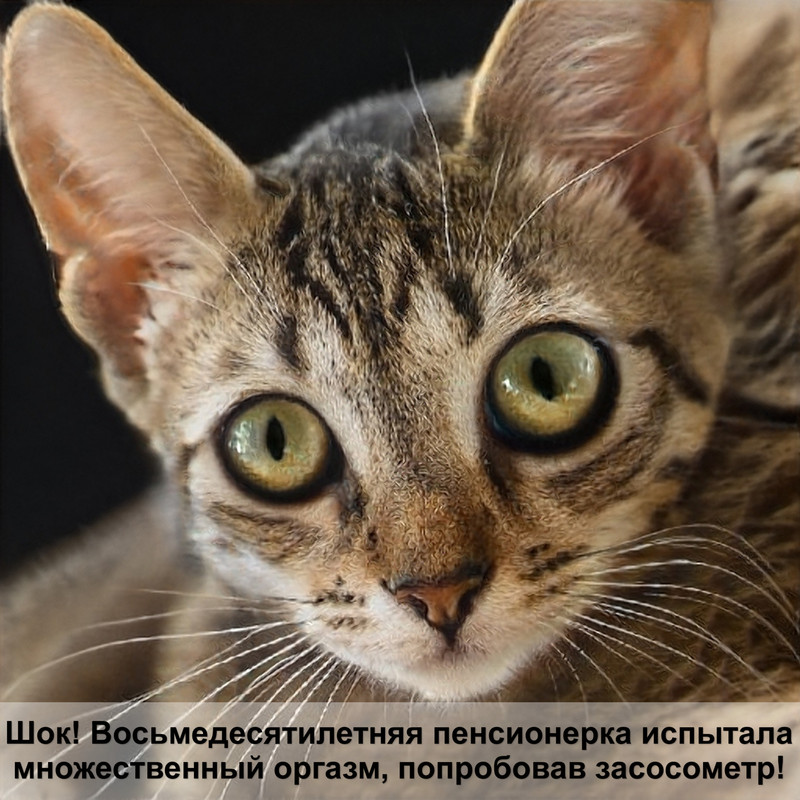 у кошки выпадает шерсть