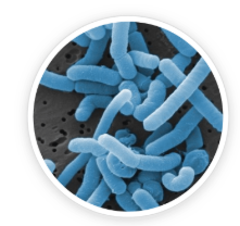 Lactobacillus Paracasei