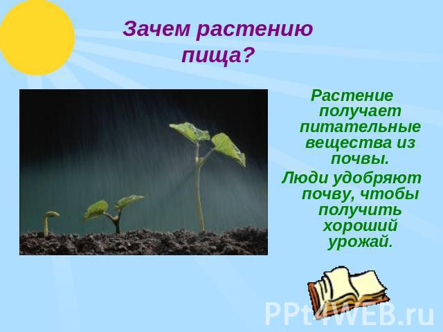 Какие условия нужны для успешного выращивания финика полезные советы от опытных садоводов.