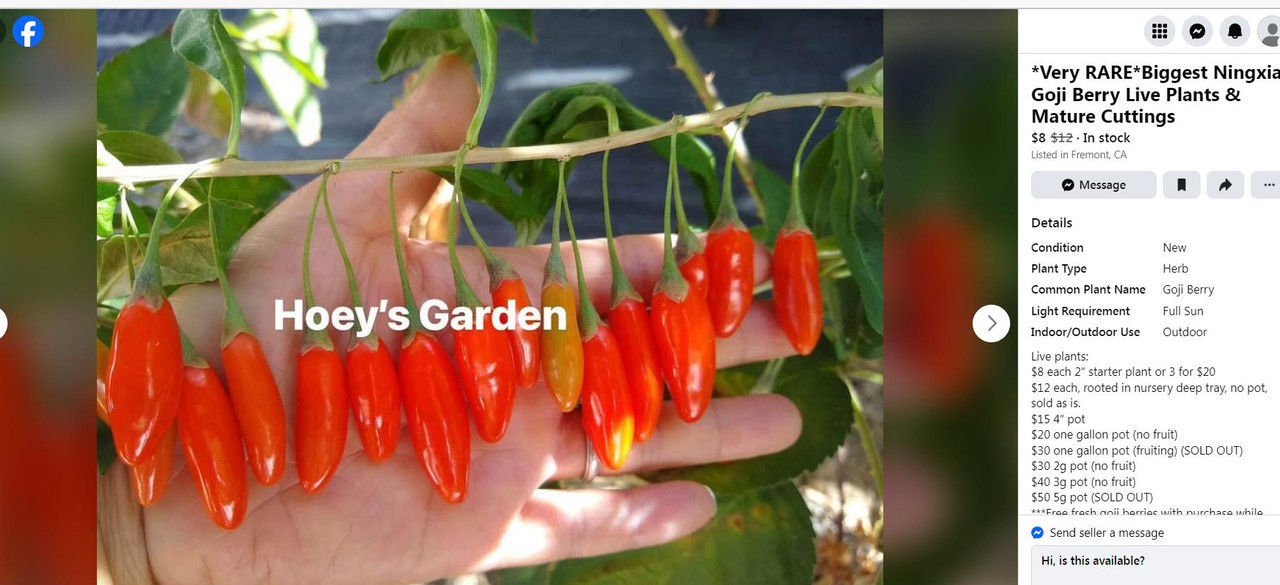 Hoeys-Goji-Berry-pic1