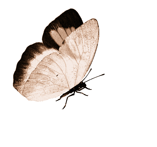 lepke.gif