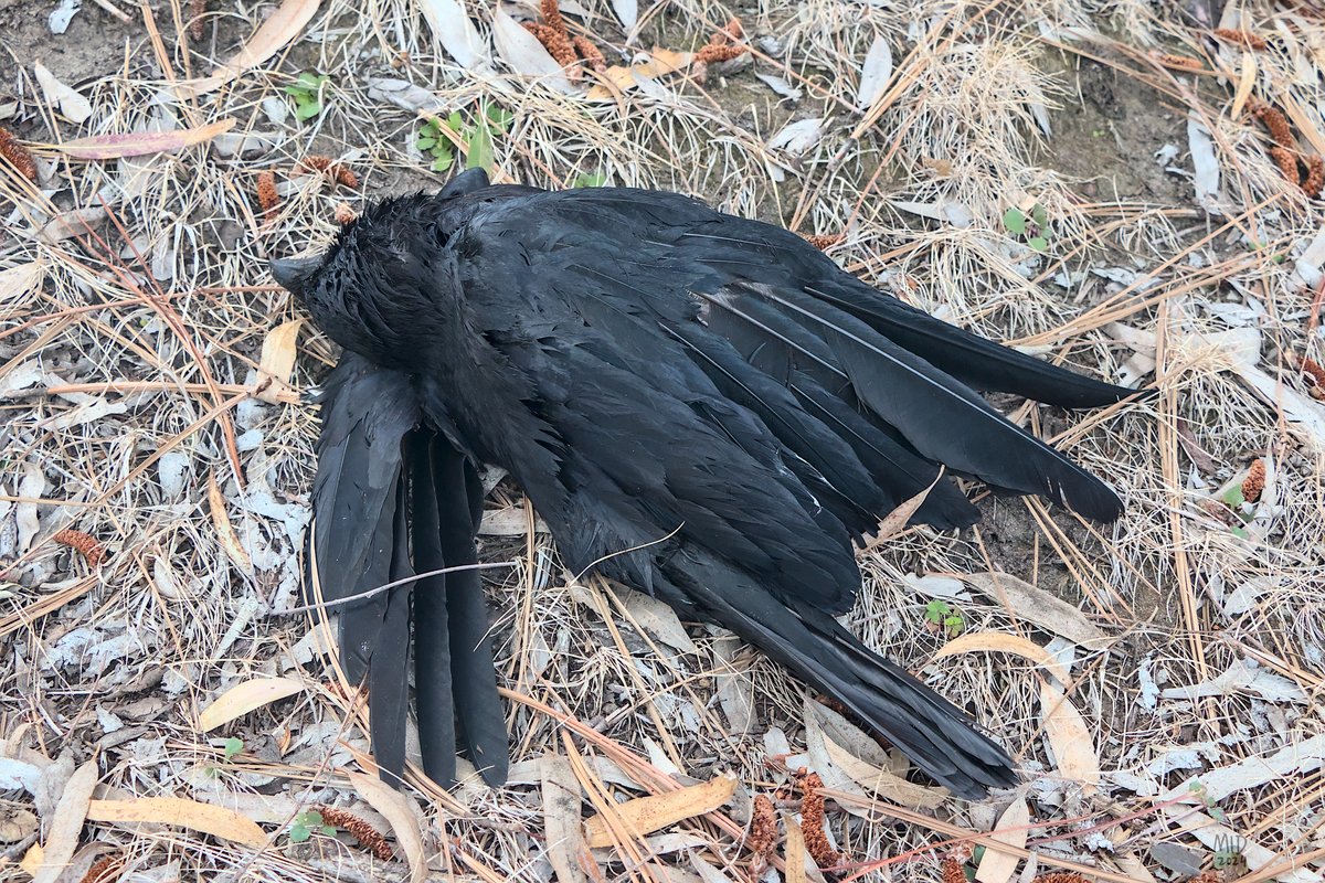 Picture of a dead crow lying on leaf litter. Its wings are slightly spread, with the left one tucked back behind its head.