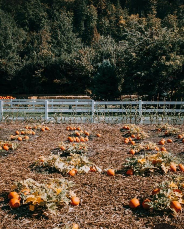 Screenshot_20231112_162323_Pinterest