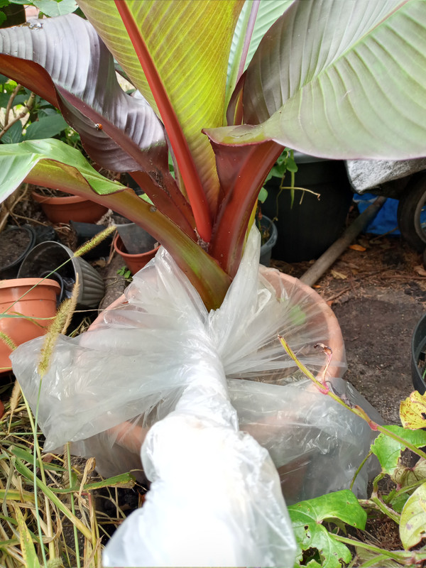 [Image: 20201023-141418.jpg]