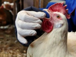 В Италии подсчитали убытки от птичьего гриппа