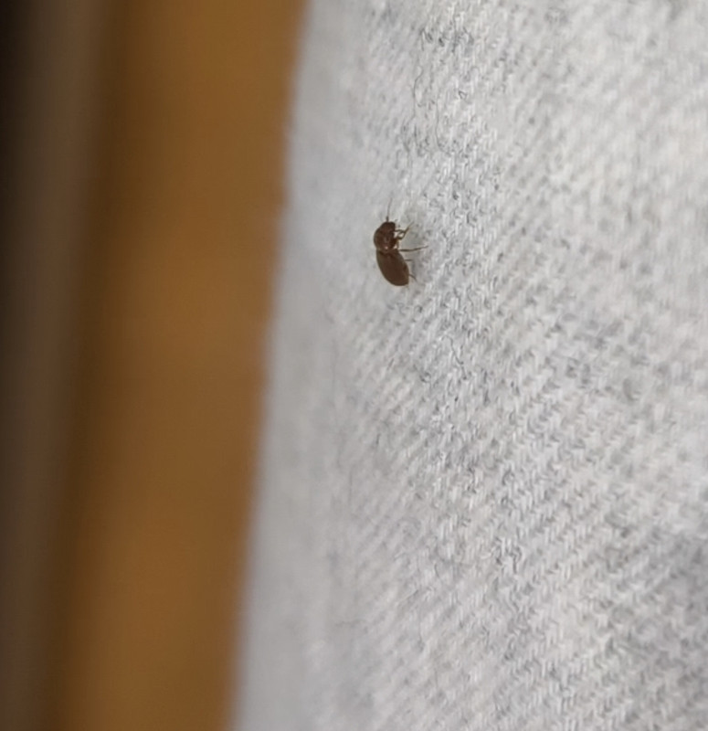 bug