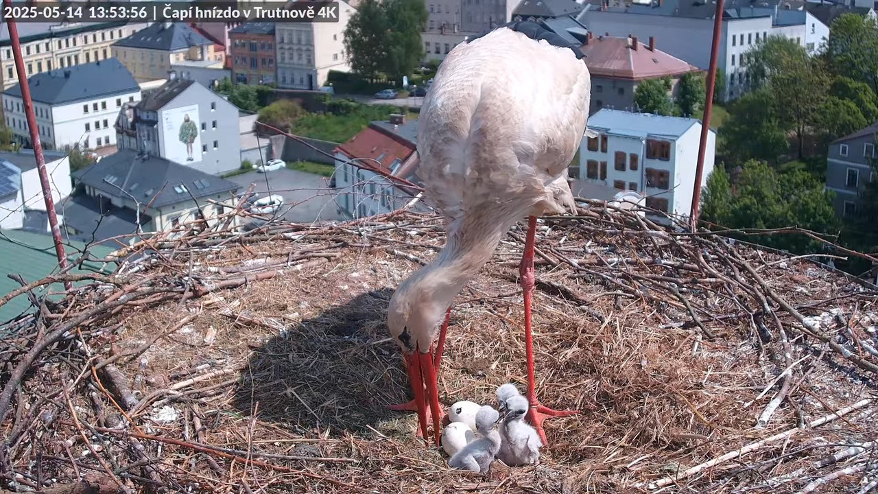 Tiešraide no stārķa ligzdas uz alus darītavas skursteņa Trutnovā 15-36-19 screenshot