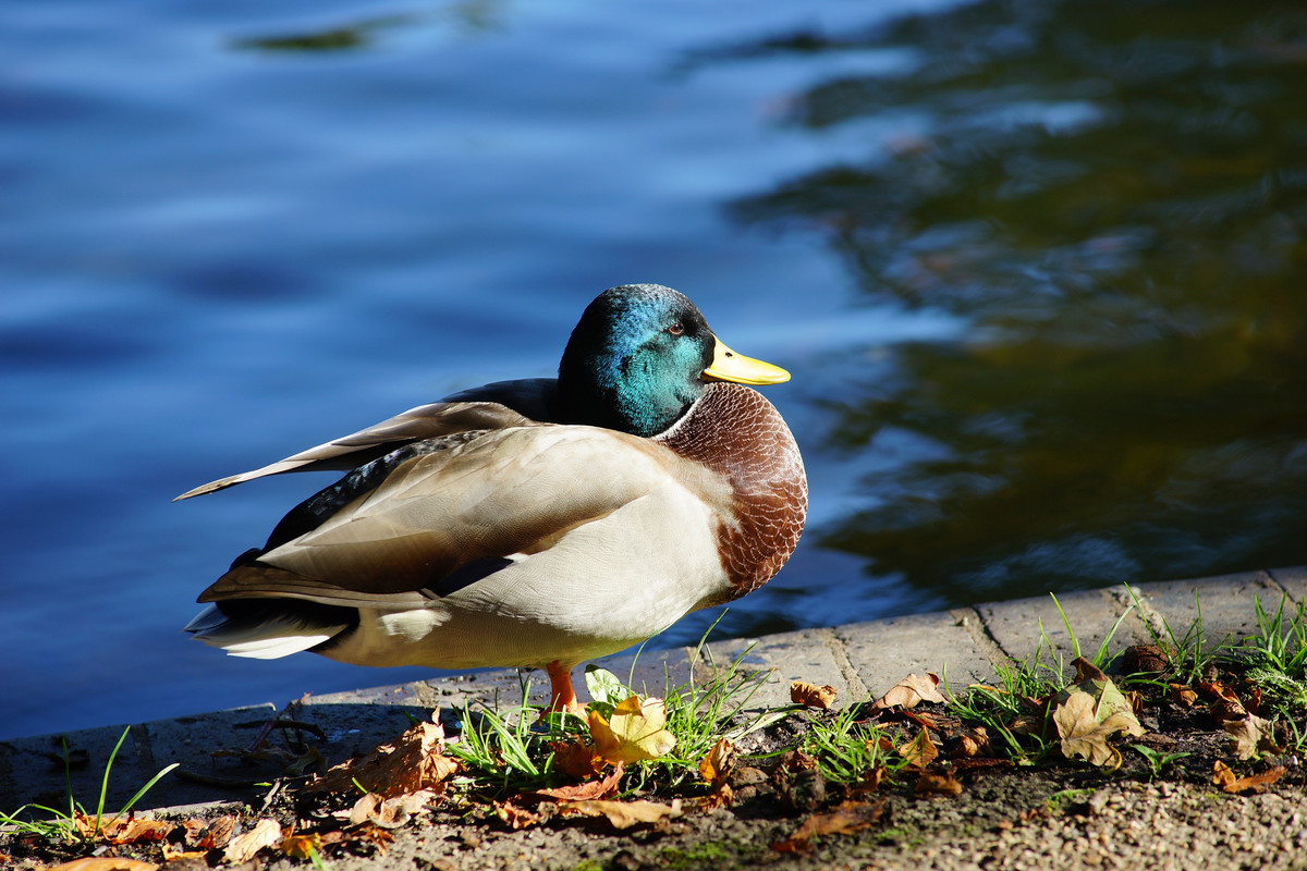 DSC00090.jpg