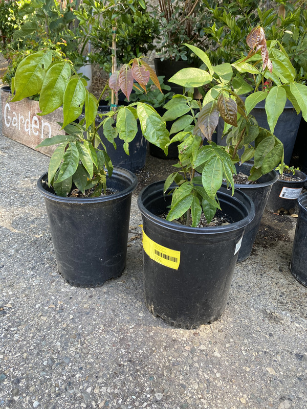 C6BE749B-A2F7-4423-9E03-A9ED3F9CB860