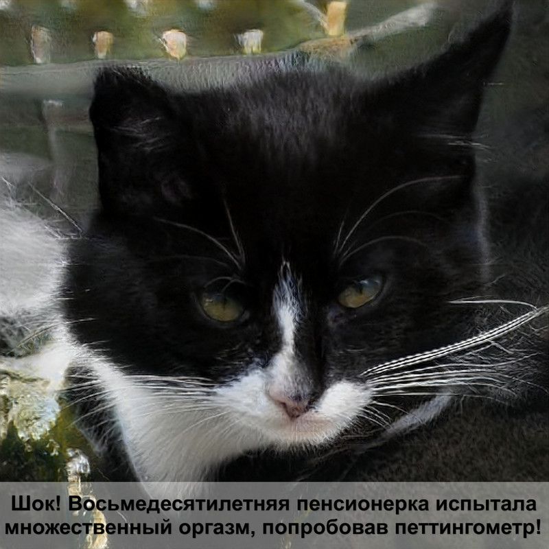 британская кошка черепаховый окрас