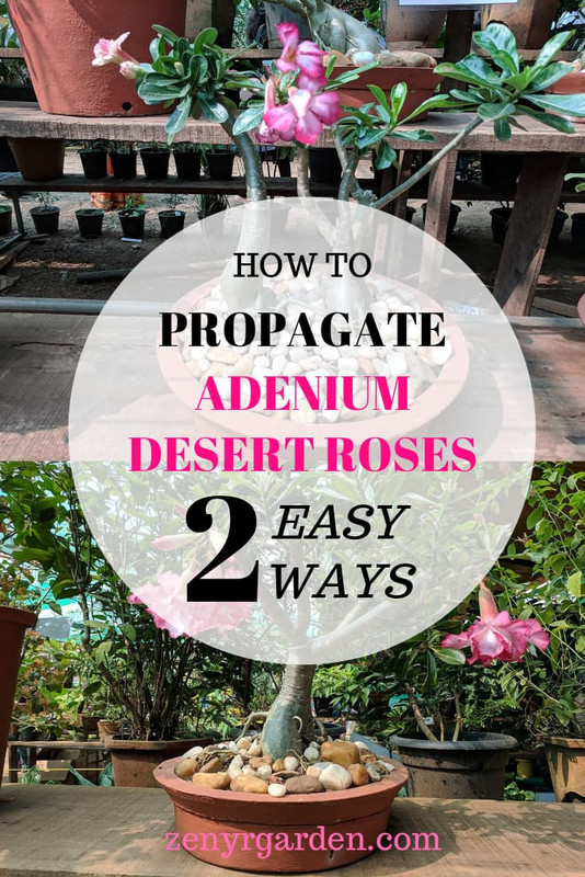 how-to-propagate-adenium-desert-roses.jpg