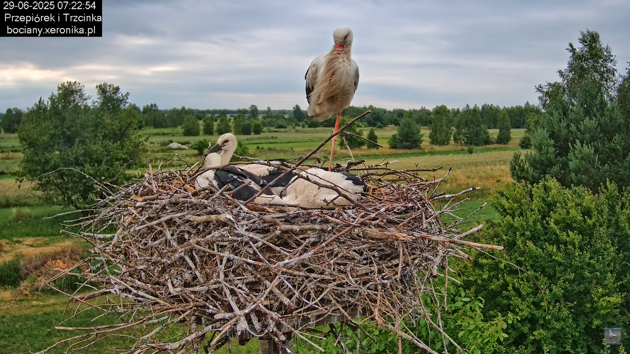 29062025bociany21