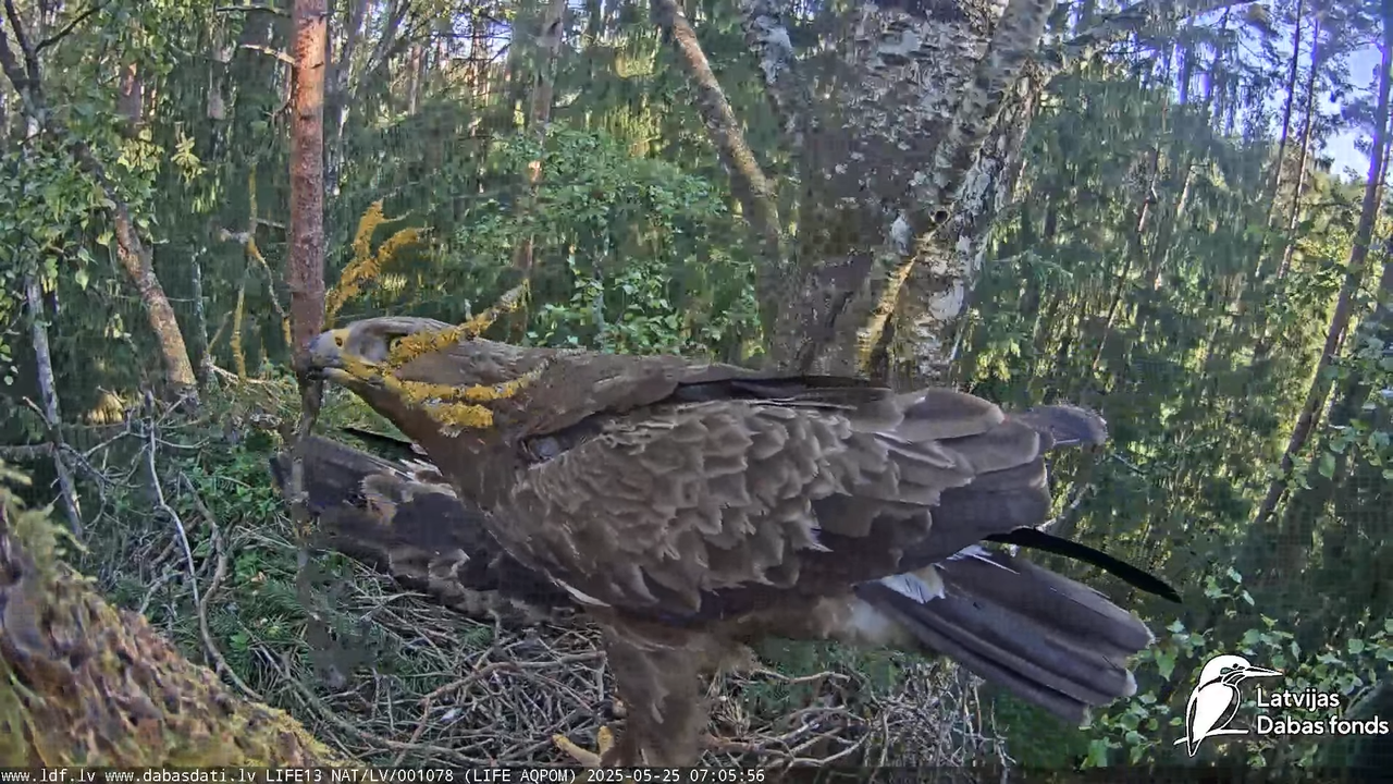 Mazais ērglis (Clanga pomarina), ligzda bērzā 8-43-1 screenshot