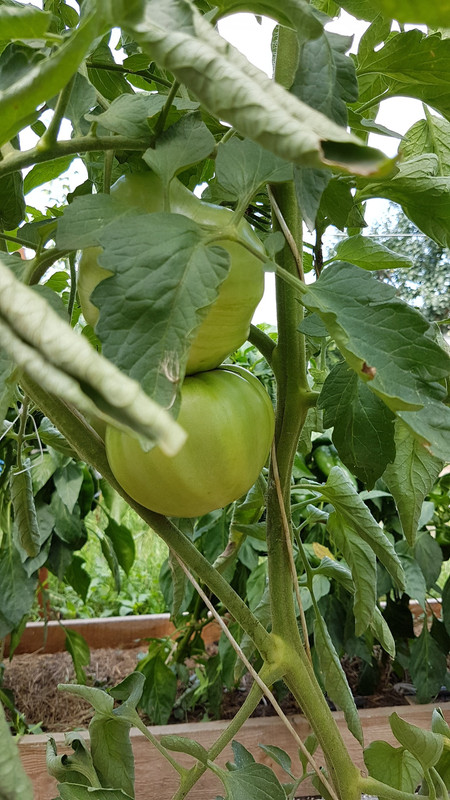 розов20190803_101554