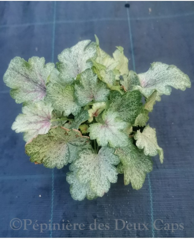 heuchera-snowy-panky-