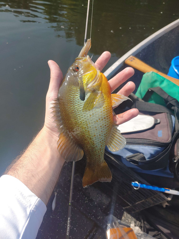 0805230947aredbreast