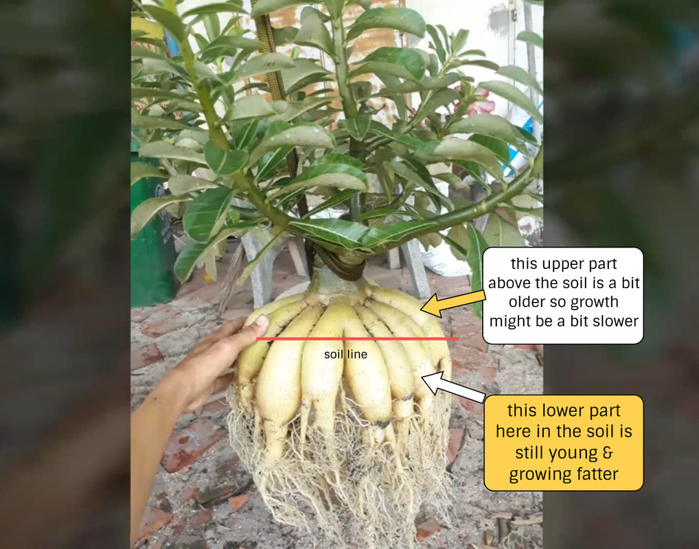 fat-adenium-caudex.jpg