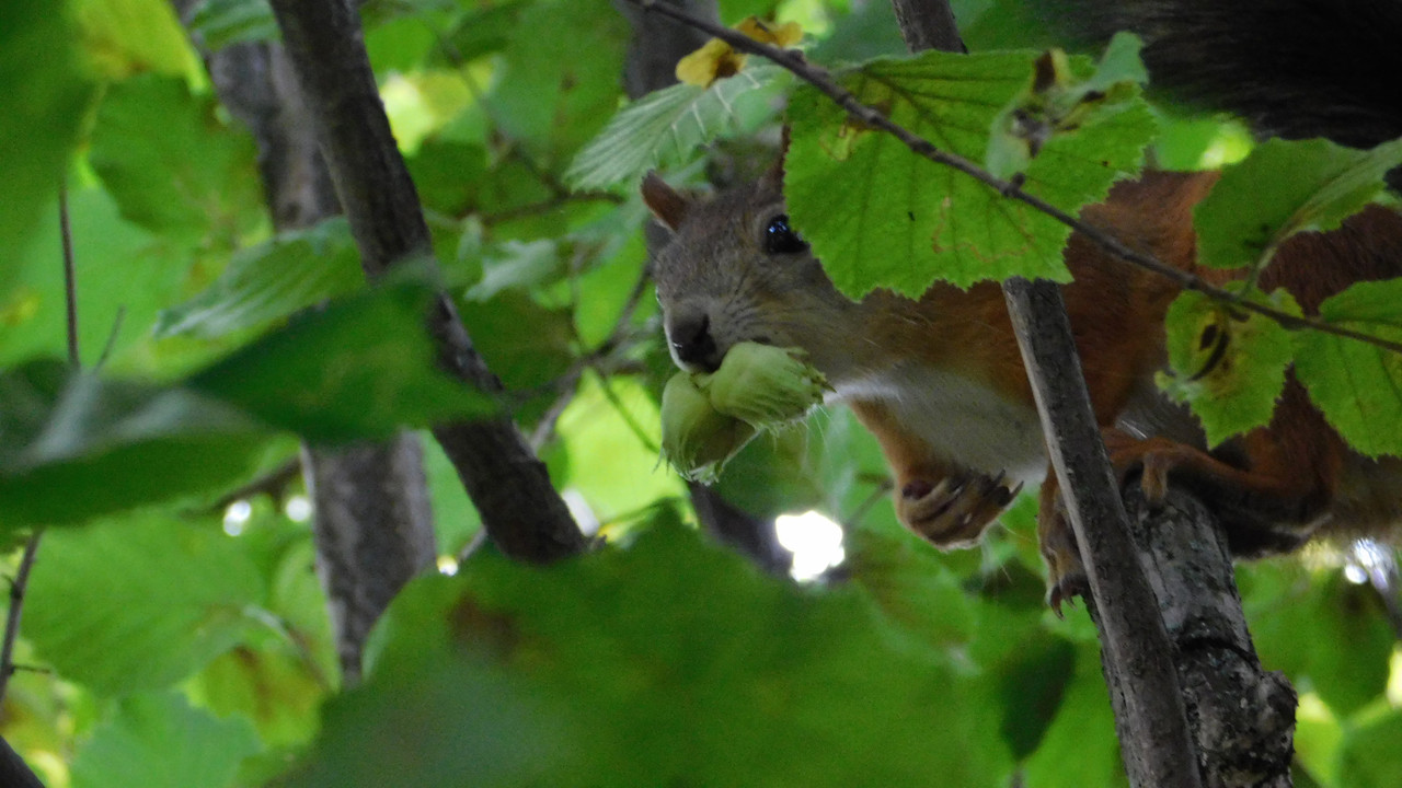 Дачное и  к Хелл сентябрь 2023 011