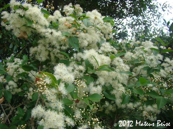 Myrcia multiflora 1