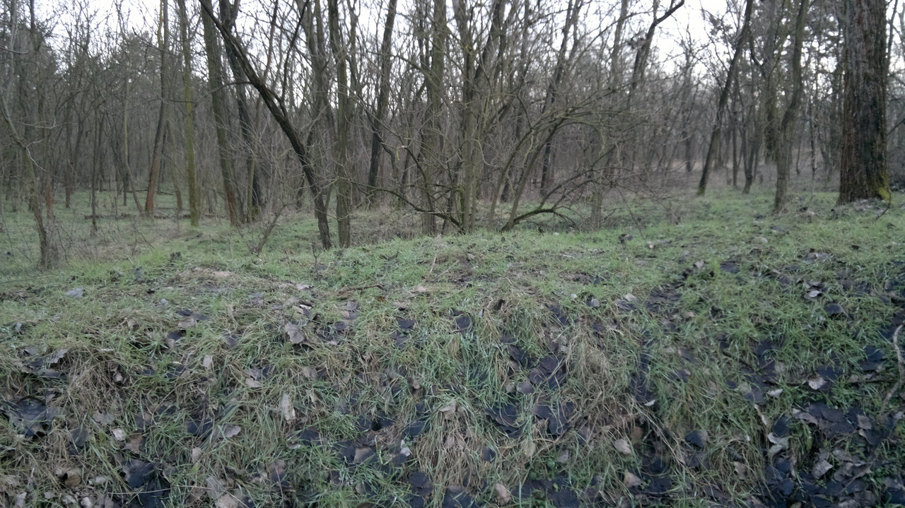 2016-01A Kálvária erdőben lévő bombatölcsérek,vagy inkább robban