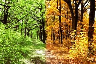  Dòng thơ họa của Nguyễn Thành Sáng &Tam Muội (3) - Page 2 17643371-footpath-among-yellow-autumn-and-green-summer-trees-collage