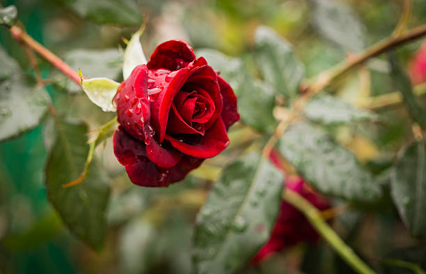 istockphoto-615392766-612x612.jpg