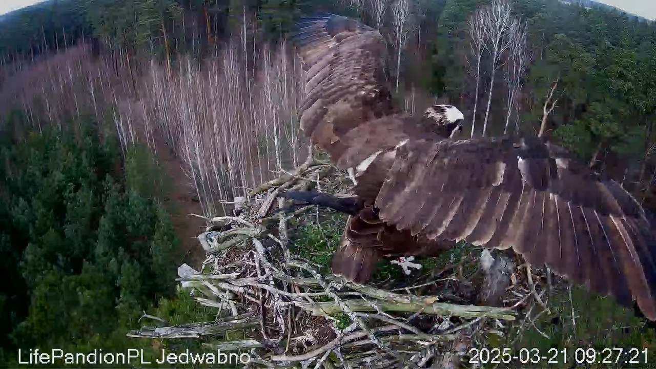 Rybołowy Online Puszcza Napiwodzko-Ramucka _ Ospreys Online in Napiwodzko-Ramucka Forest 11-28-42 sc