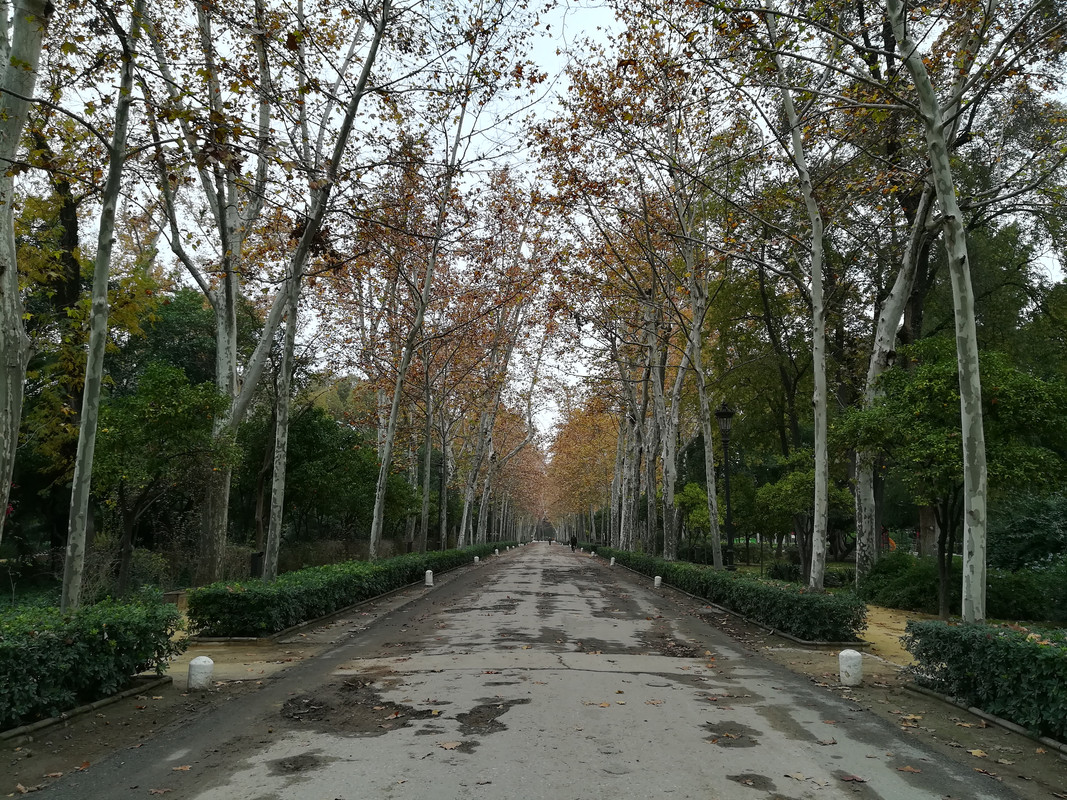 Sevilla, bajo la lluvia de otoño - Blogs de España - Día Cuatro: Plaza España, el parque de María Luisa y conclusiones. (7)