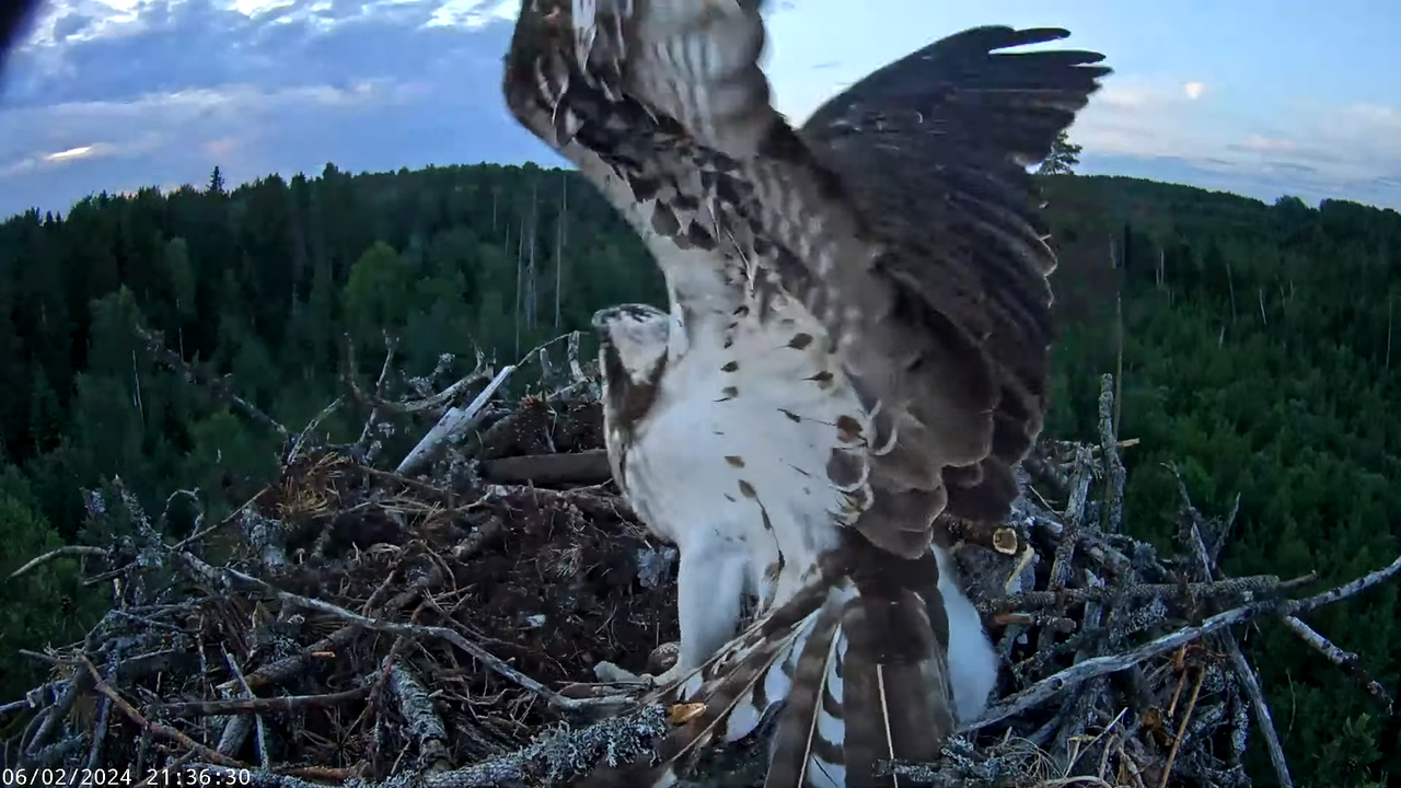 Kalakotkas2__Pandion haliaetus 1-42-37 screenshot (1)