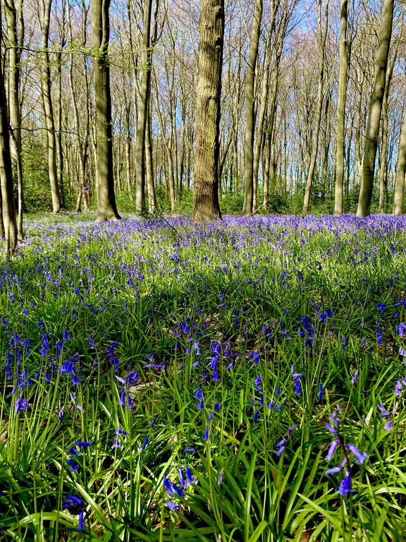 bluebell-woods-3.jpg