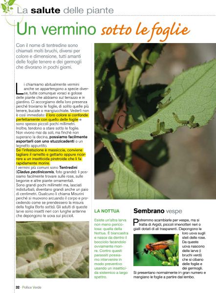 Pol Verde Apr 2020 (7)