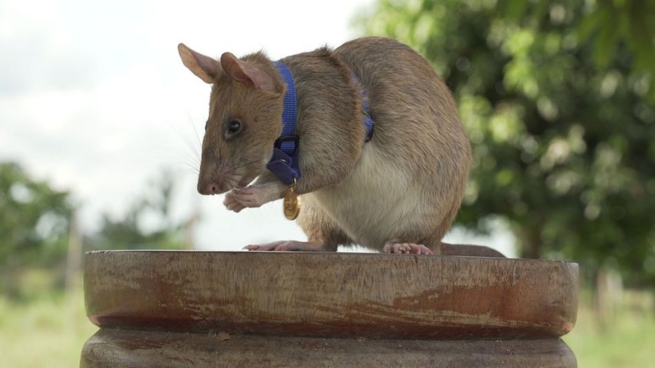 Magawa, tikus pendeteksi ranjau darat