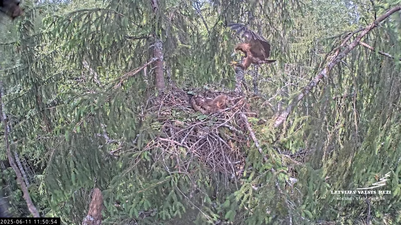 LVM mazais ērglis Lisiņa, egle2 – Lesser Spotted Eagle 9-39-24 screenshot